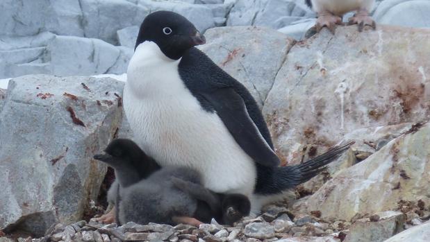 Pingüino de Adelaida