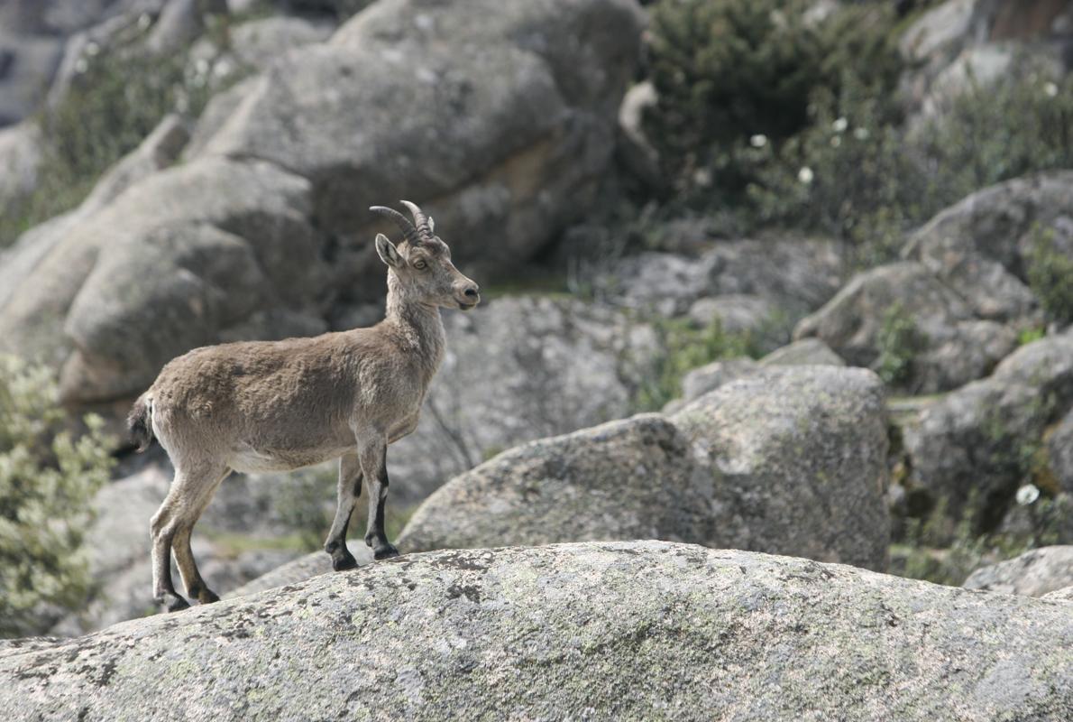 Cabra montesa en el Parque Nacional de la Sierra de Guadarrama