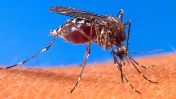 El mosquito que transmite la fiebre amarilla es la misma especie que el portador del Zika