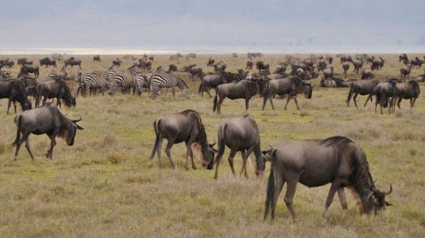 Los prados, sabanas y bosques de matorral son los más afectados