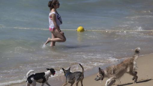 Unos perros juegan en la orilla de la playa de Levante de la ciudad de Barcelona