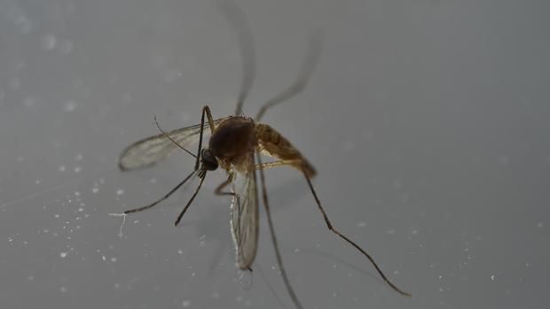 Sanidad eleva a 190 los casos de zika confirmados en España, 26 de ellos embarazadas