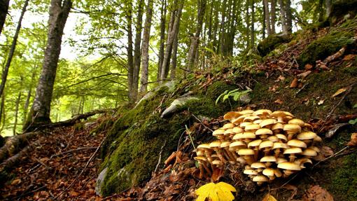 El bosque genera el 1,7% del PIB y el 1,7% del empleo total