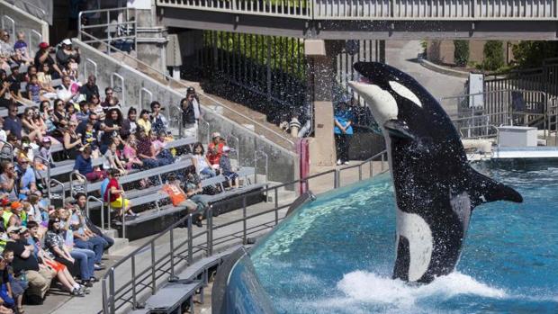 Una orca en un parque acuático