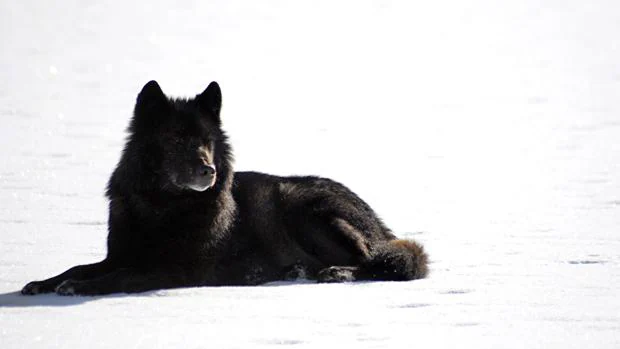 Introducir 48+ imagen imagenes de lobos de alaska