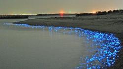 Medusas brillantes en la costa