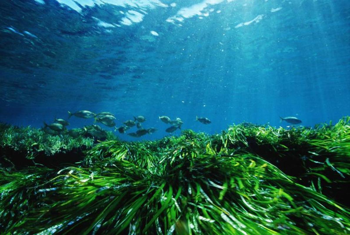 Praderas de posidonia oceánica