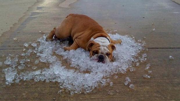 No saturar a los canes de playa y sol es una de las medidas recomendadas