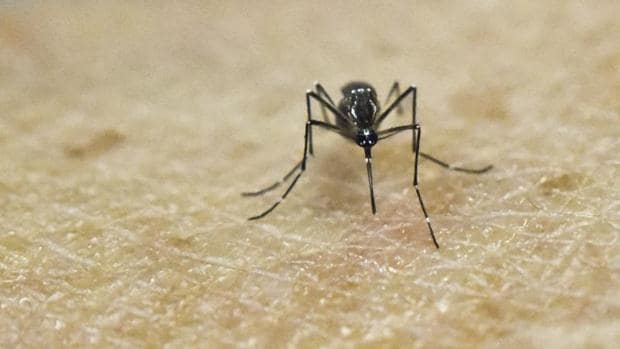 El mosquito que transmite el virus del zika