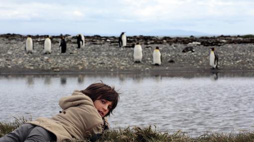 Pingüinos rey en Tierra del Fuego