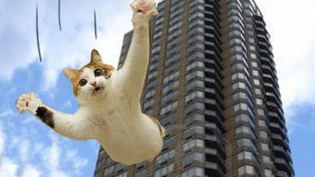 Un gato precipitándose desde las alturas