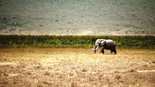 Fotografía facilitada por la Universidad James Cook de Australia de un elefante en un paraje natural en el norte de Tanzania