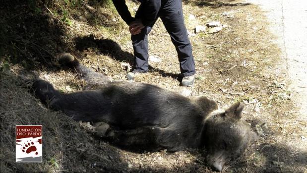 Fotografía facilitada por la Fundación Oso Pardo del oso pardo que ayer fue encontrado por unos turistas en muy cerca de la entrada a la Reserva Natural Integral de Muniellos