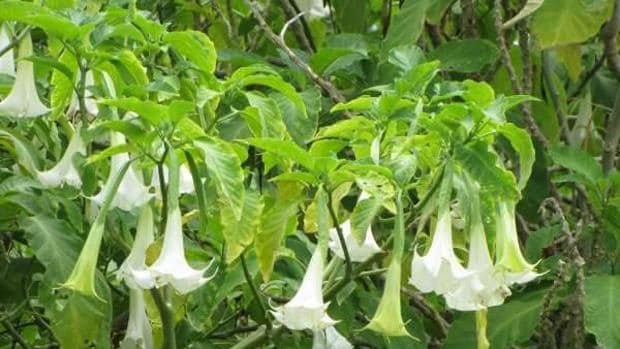 Las flores blancas de las que se extrae la escopolamina, también conocida como burundanga