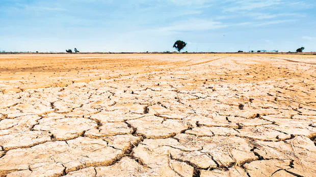La sequía arrecia en zonas de las cuencas del Júcar y el Segura. El Gobierno ha prorrogado este viernes la declaración de sequía en la zona hasta 2017
