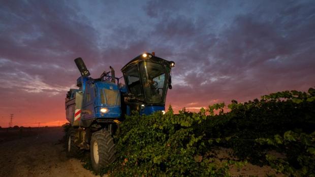 El viñedo español le planta cara al cambio climático con tecnología puntera y variedades autóctonas