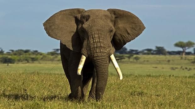 El elefante africano se muere