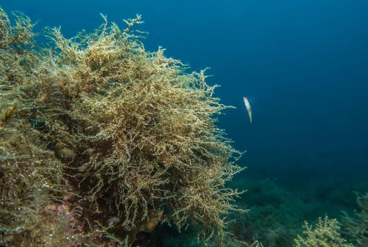 El alga Cystoseira zosteroides es endémica del Mediterráneo y crece en los fondos marinos formando densos bosques submarinos que dan refugio a multitud de otras especies