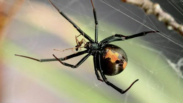 La araña de «espalda roja», un insecto muy común en Australia