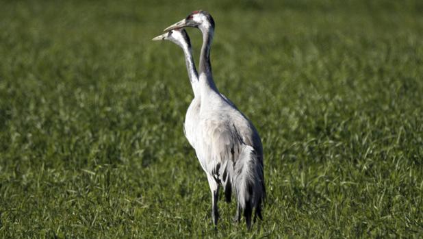 La invernada de la grulla común se ha convertido en uno de los grandes atractivos turísticos de los parques nacionales de Cabañeros y Las Tablas de Daimiel