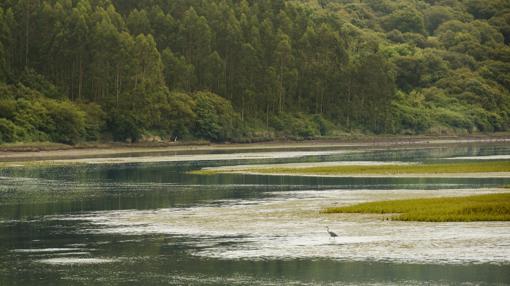 Una marisma olvidada desde hace un siglo vuelve a ser bañada por las aguas de Cantabria