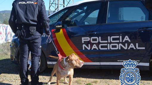 Detienen en Jaca a cinco organizadores de peleas de perros cuadno iban a enfrentar a dos clanes