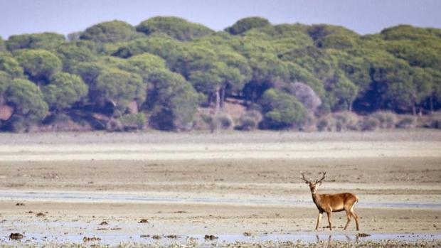 Un ciervo paseando por la marismas del Parque Nacional de Doñana (Huelva), Patrimonio de la Humanidad y Reserva de la Biosfera,