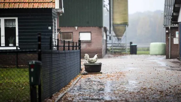 Una granja de aves en Barneveld, Holanda, hoy, 10 de noviembre de 2016. Los avicultores holandeses han recibido la orden de encerrar a sus animales después de que países europeos como Hungría, Alemania, Suiza o Austria informaran sobre casos de gripe aviar en cadáveres de aves silvestres