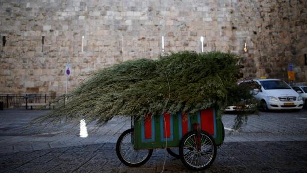El Ayuntamiento de Jerusalén repartió este martes de forma gratuita los tradicionales árboles de Navidad
