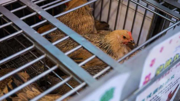 Una gallina en un mercado de Hong Kong , donde se han confirmado dos casos de gripe aviar en humanos