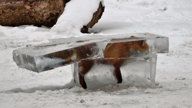La imagen de un zorro congelado en Alemania se ha convertido en un icono del temporal de frío que se ha instalado en Europa