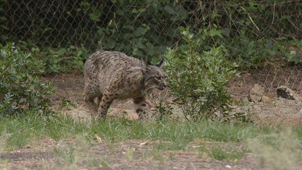 Un ejemplar de lince ibérico en el zoo de Madrid