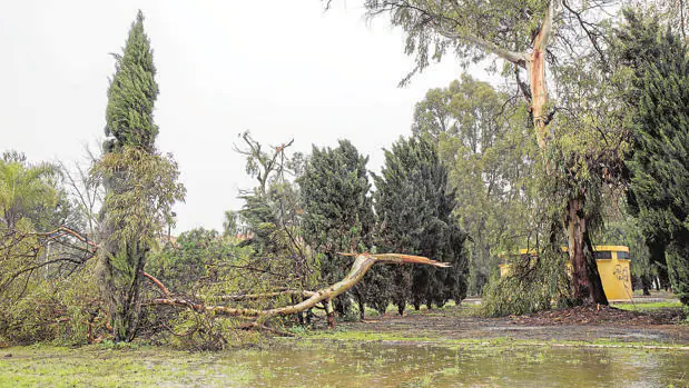 El viento provocó la caída de árboles en la provincia de Huelva