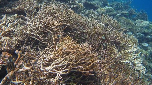 «El Niño» provocó una muerte masiva de coral en los arrecifes del Índico