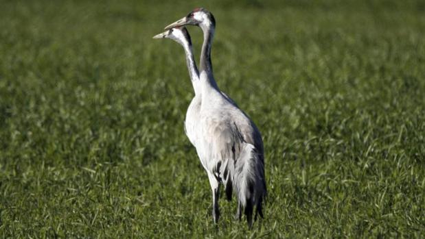 La invernada de la grulla común se ha convertido en uno de los grandes atractivos turísticos de los parques nacionales de Cabañeros y Las Tablas de Daimiel