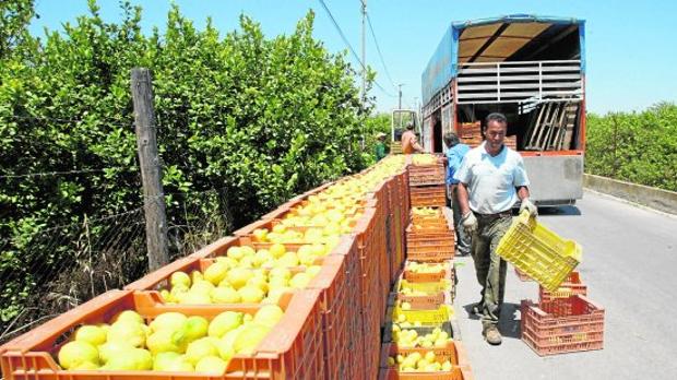 Tareas de recolección de limón fino en una finca de la Vega Media