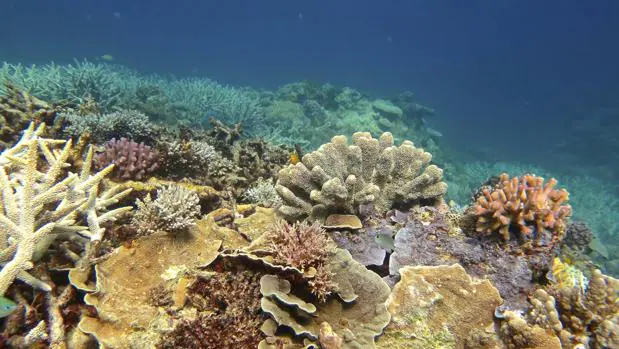Los Arrecifes de Coral que muestra corales sanos en la Gran Barrera de Australia