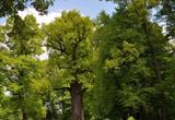 Roble de Jozef, el Árbol Europeo del Año