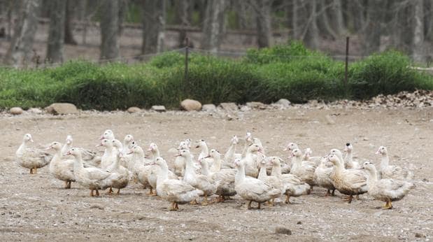 Francia decreta una cuarentena en aves de corral por la gripe aviar