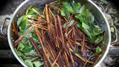 Plantas con las que se cocina la ayahuasca o yagé