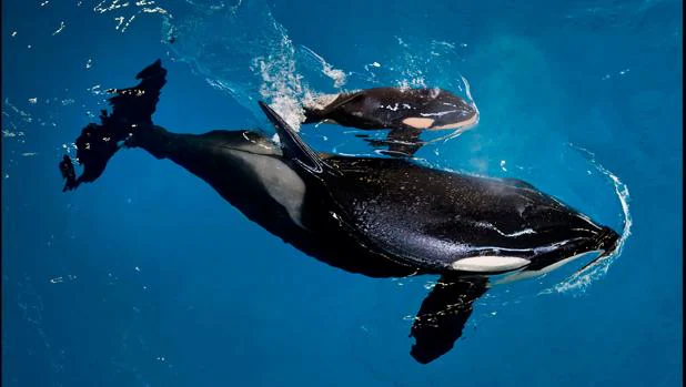 En SeaWorld , la orca Takara nada junto a su cría