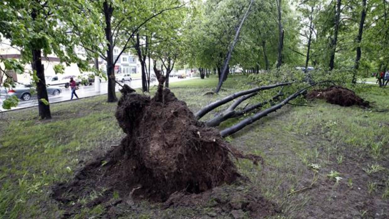 Un árbol caído debido al fuerte temporal de lluvia y vientos huracanados en Moscú