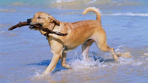 Guerra de las sombrillas en las playas españolas