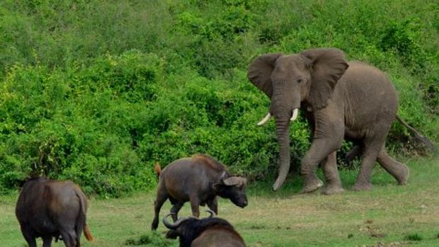 Un elefante en el parque natural de Chebera-Churchura