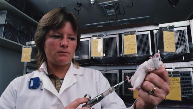 Las investigaciones con animales que «inflingen dolor innecesario no conducen a nada»