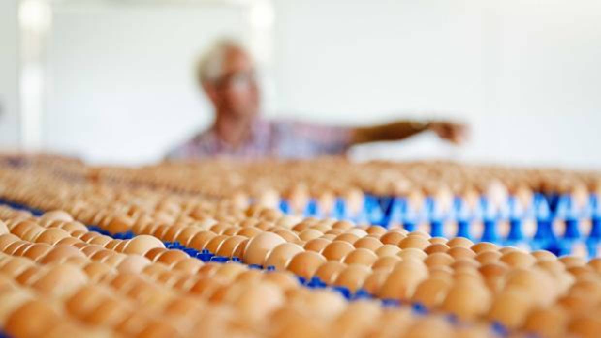 Vista de la producción de huevos de una granja en Putten