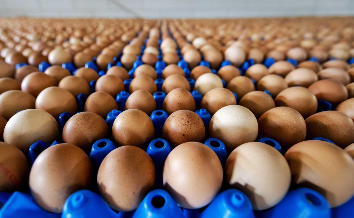 Vista de la producción de huevos de una granja en Putten (Holanda)