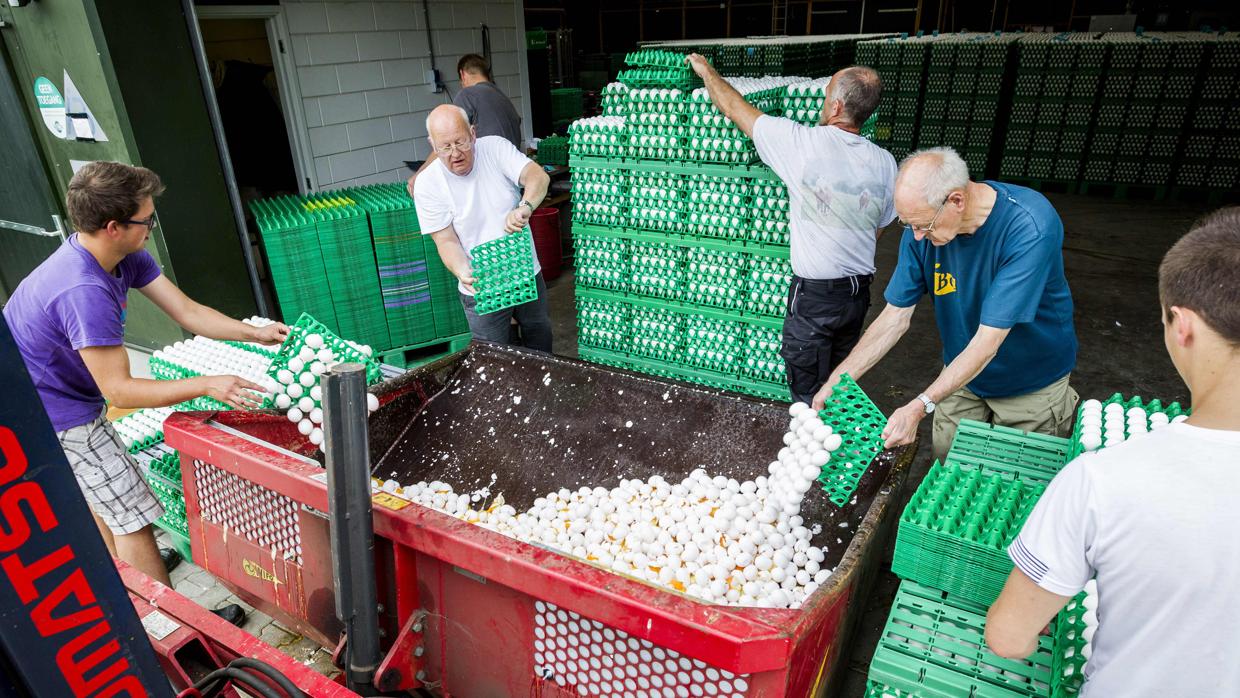 Trabajadores desechan partidas de huevos contaminadas en Holanda