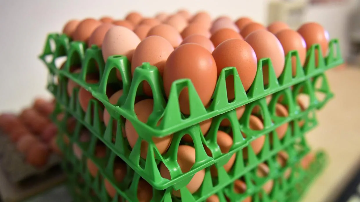 El País Vasco inmoviliza 20.000 unidades de huevo líquido contaminado con fipronil