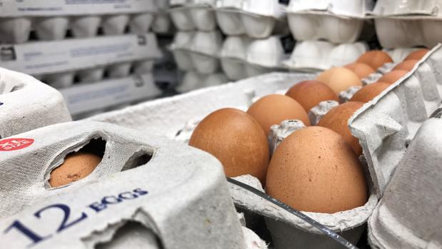 El Consejo Superior de Salud belga alertó del fipronil hace más de un año